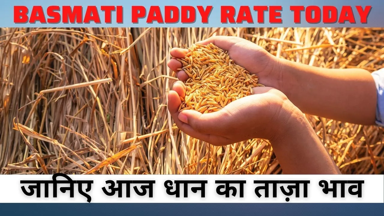 Basmati Paddy Rate Today