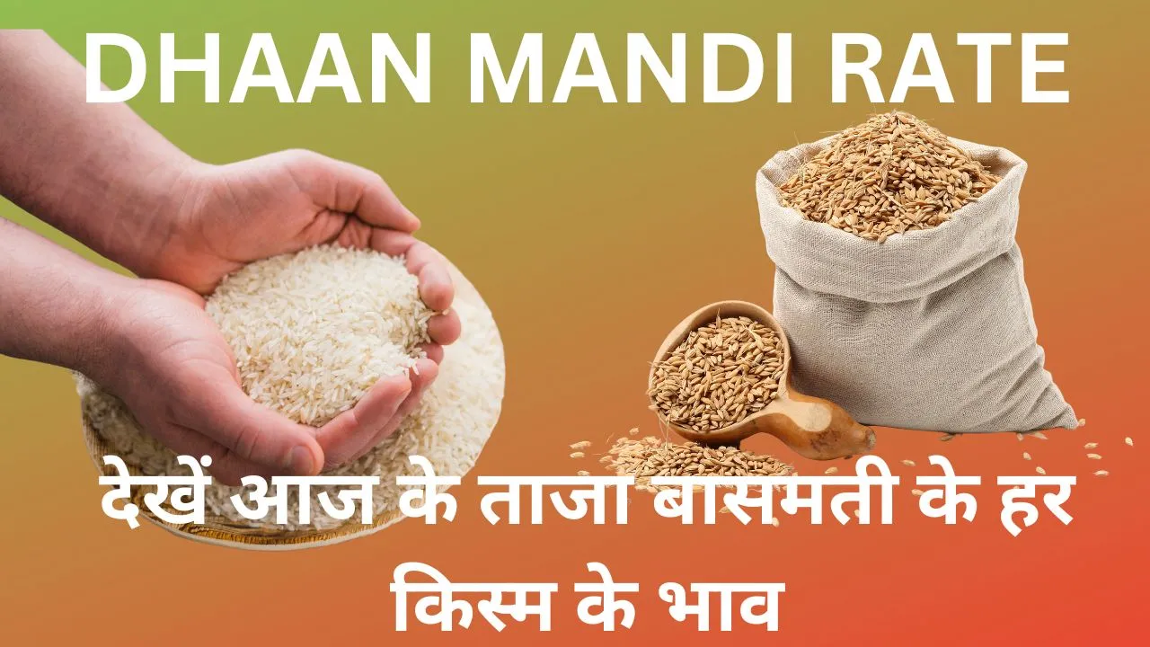 DHAAN MANDI RATE