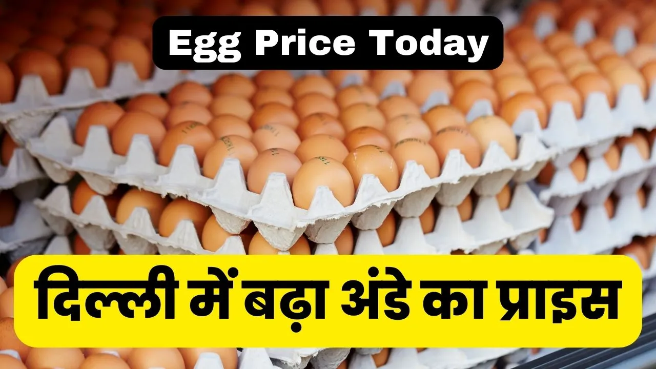 Egg Price Today