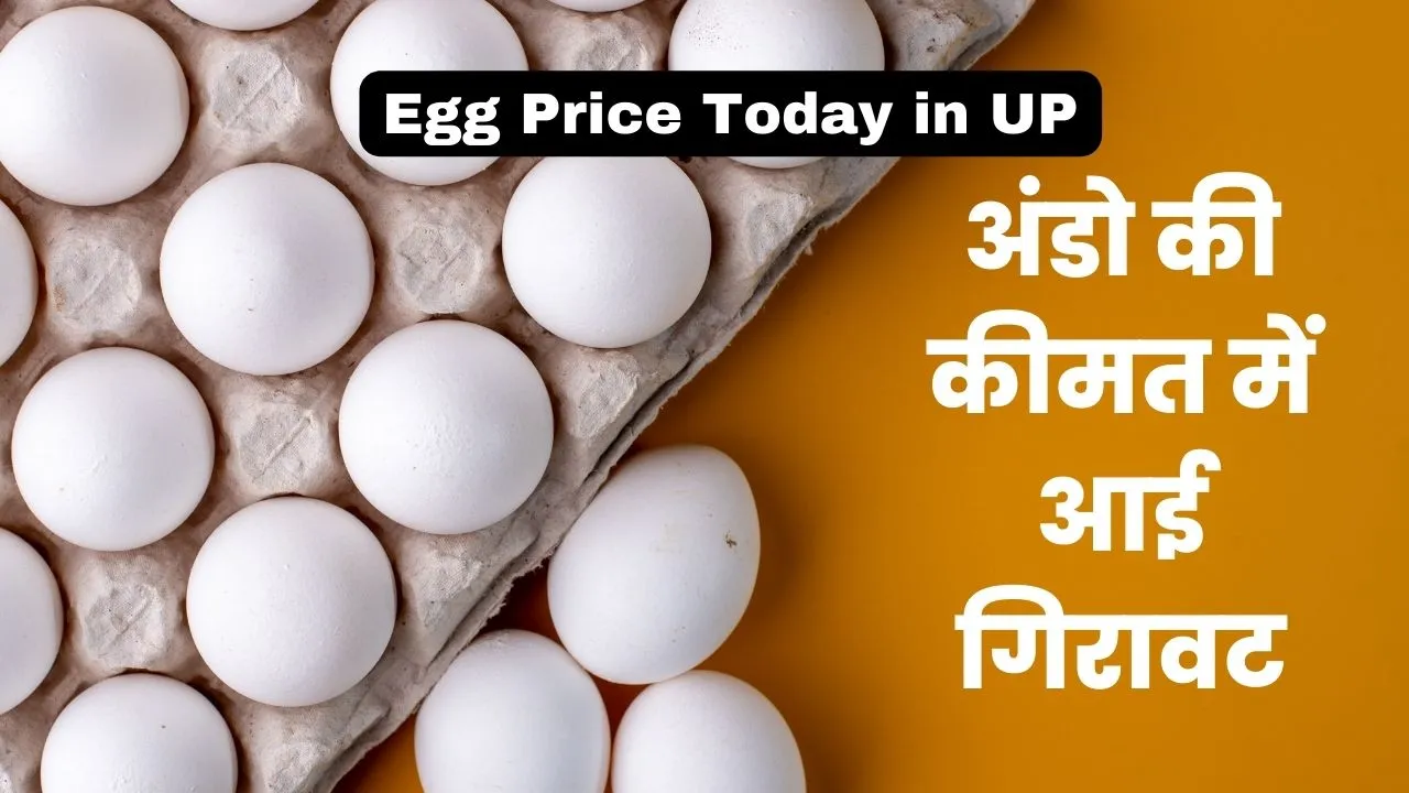 Egg Price Today in UP