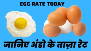 Egg Rate Today