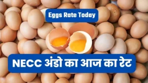 Eggs Rate Today