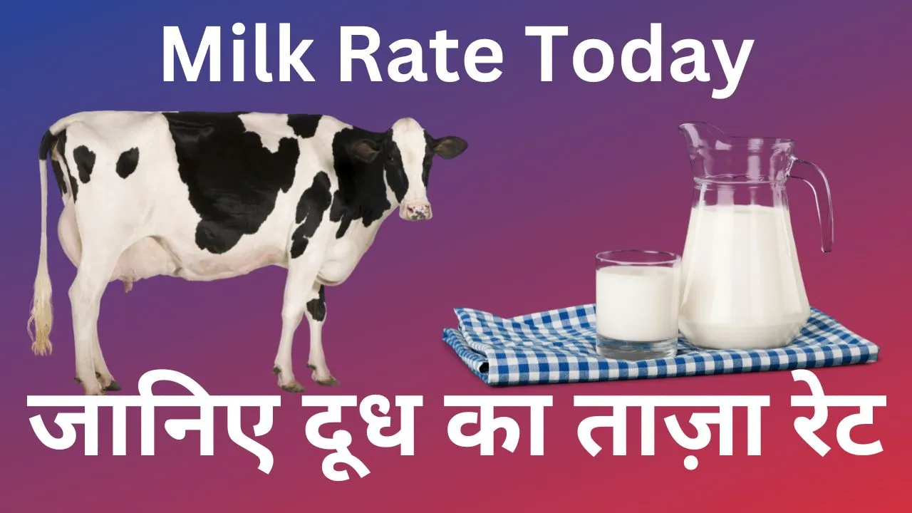 Milk Rate Today