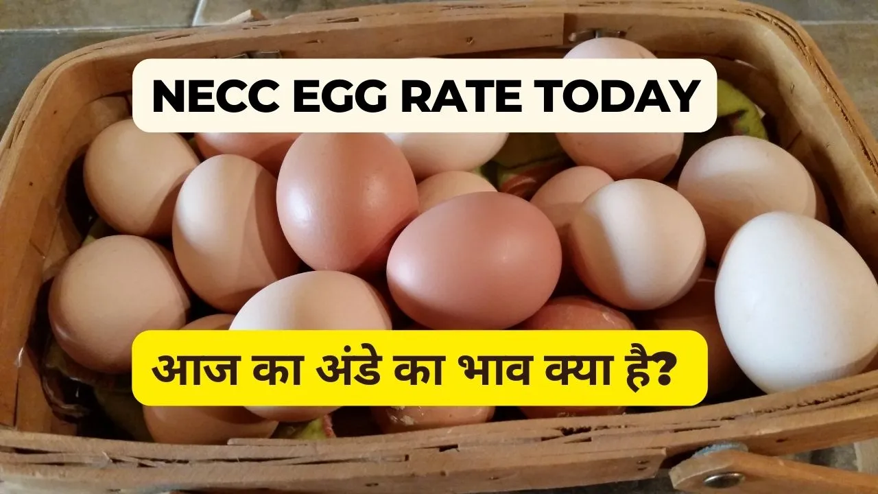 NECC Eggs Rate Today