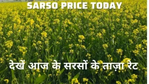 Sarso Price Today