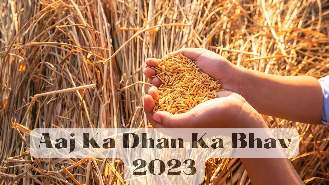 Aaj Ka Dhan Ka Bhav 2023