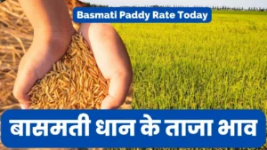 Basmati Paddy Rate Today