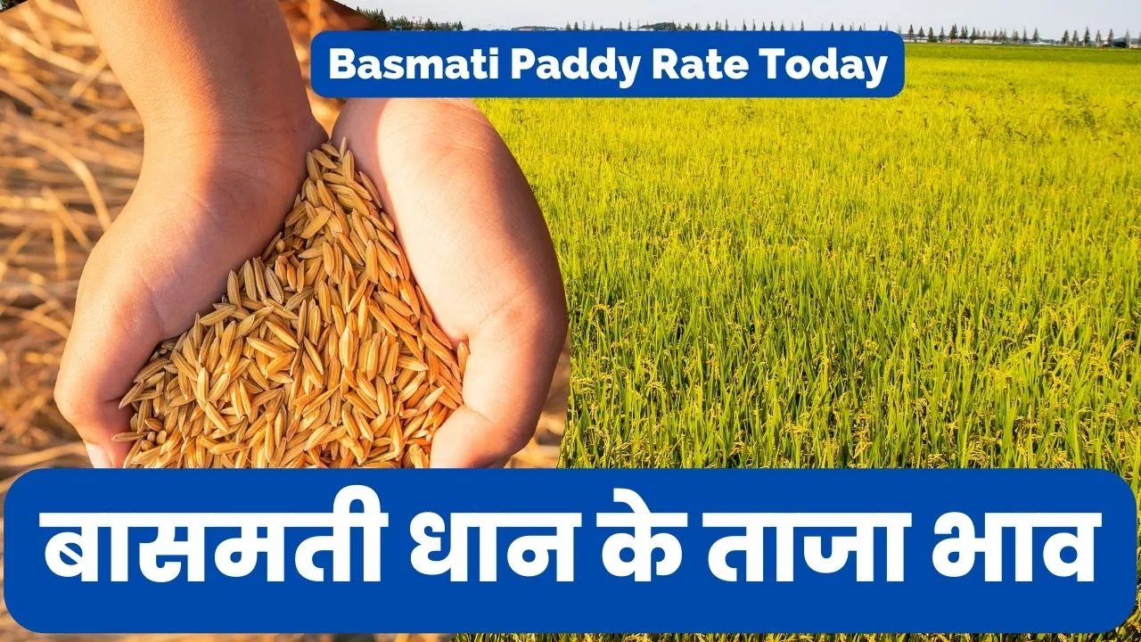 Basmati Paddy Rate Today