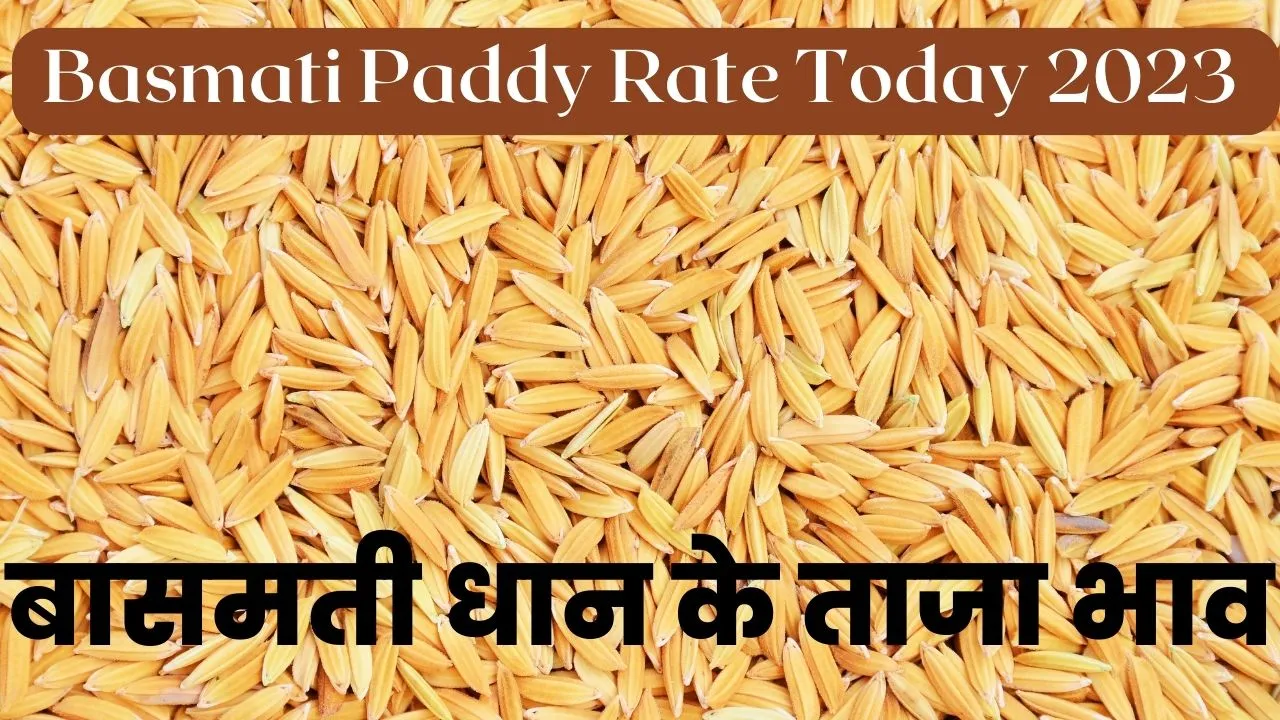 Basmati Paddy Rate Today 2023