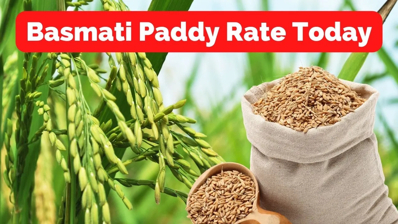 Basmati Paddy Rate Today