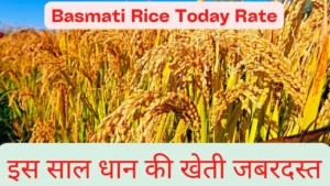 Basmati Rice Today Rate