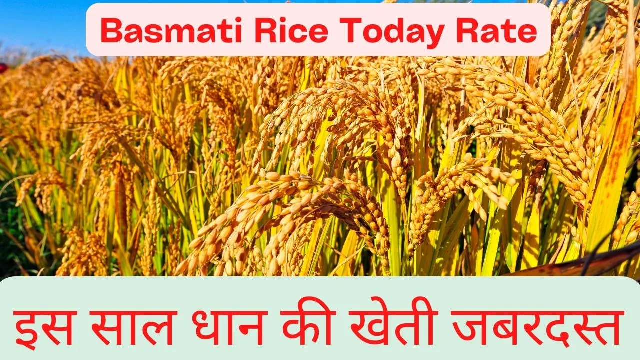 Basmati Rice Today Rate