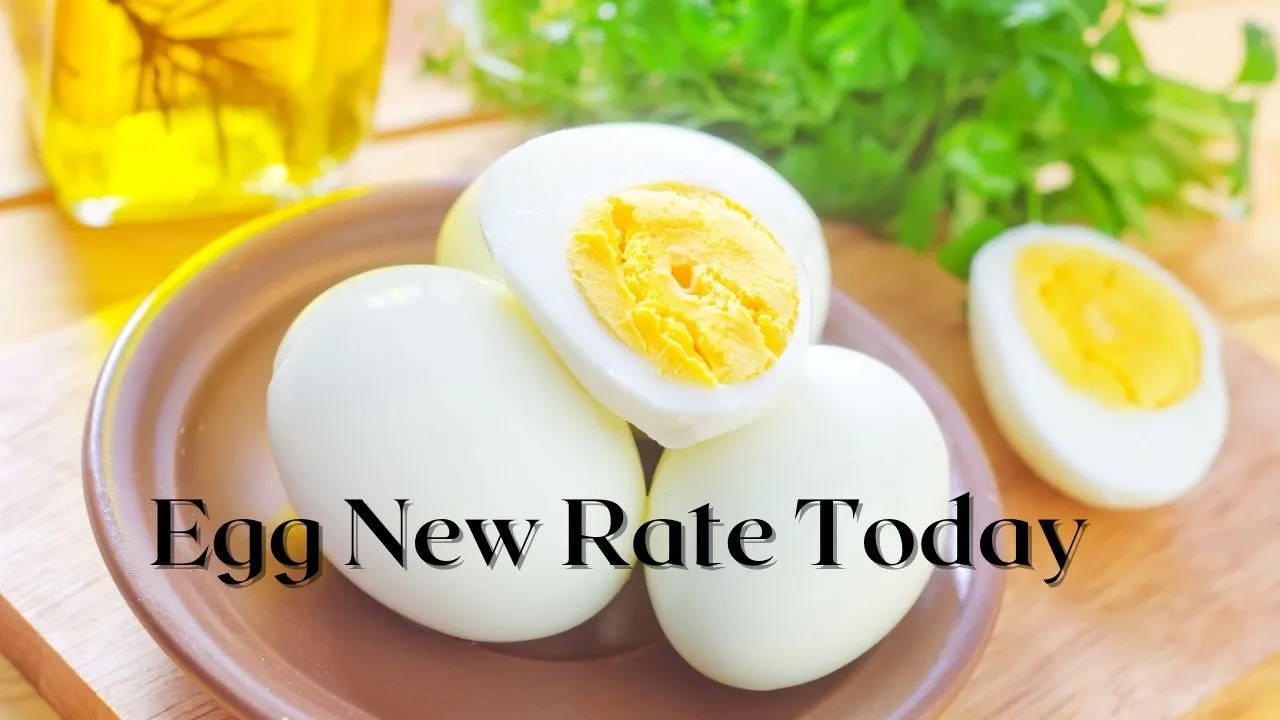 Egg New Rate Today