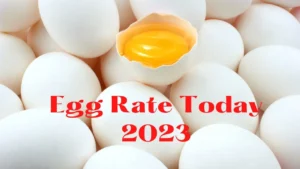 Egg Rate Today 2023