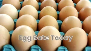 Egg Rate Today