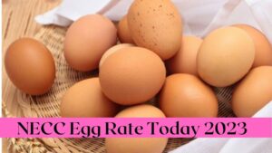 NECC Egg Rate Today 2023