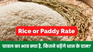 Rice or Paddy Rate