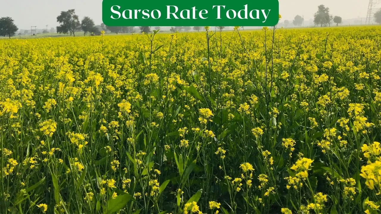 Sarso Rate Today