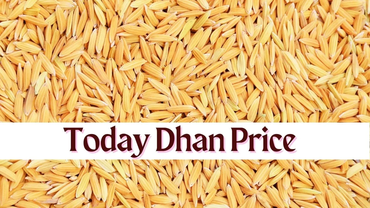 Today Dhan Price