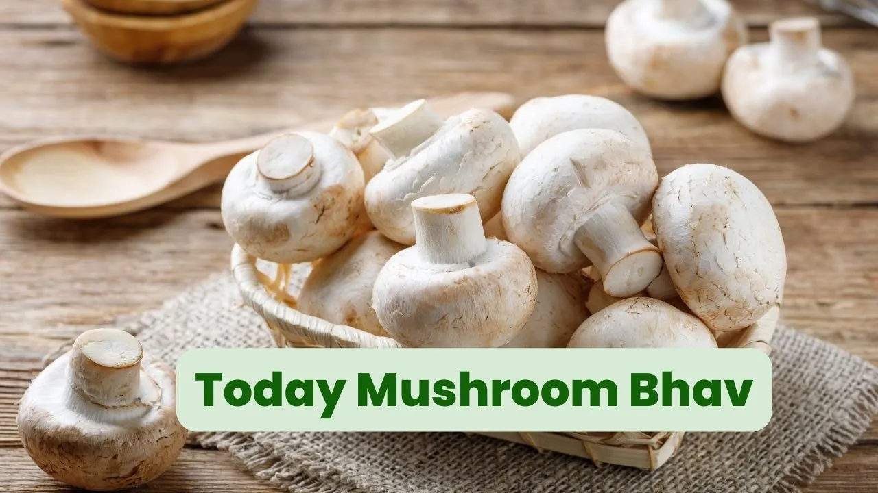 Today Mushroom Bhav