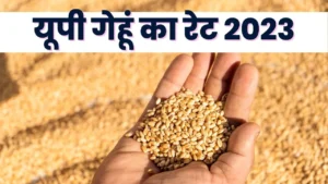 यूपी गेहूं का रेट 2023