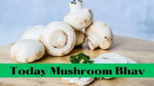 Today Mushroom Bhav