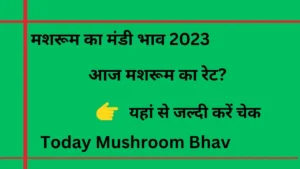 Today Mushroom Bhav