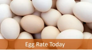 NECC Egg Rate Today 2023