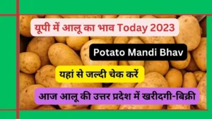 Potato Mandi Bhav